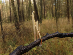Macrotyphula contorta