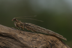 Anamiopteryx