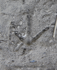 Callipepla californica