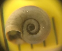 Gyraulus parvus