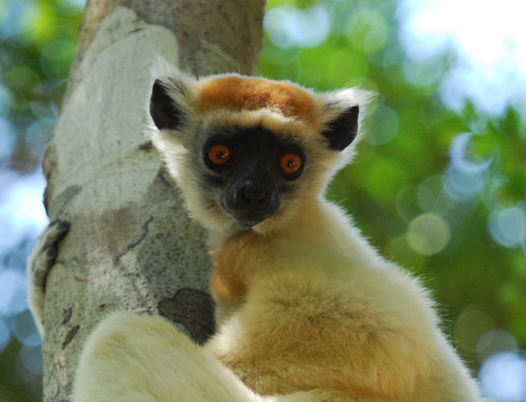 Golden-Crowned Sifaka