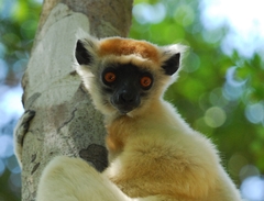 Golden-Crowned Sifaka photo 1