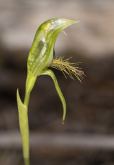 Pterostylis straminea