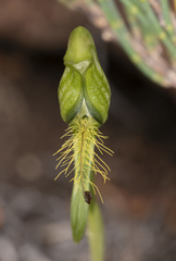 Pterostylis straminea