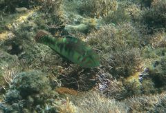 Halichoeres nebulosus