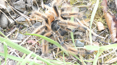 Phrixotrichus vulpinus