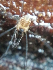 Mitostoma chrysomelas