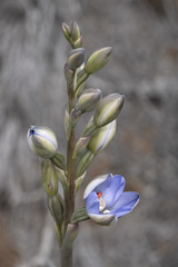 Thelymitra silena