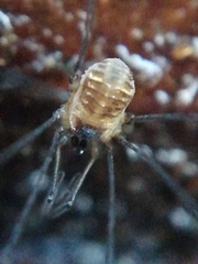 Mitostoma chrysomelas