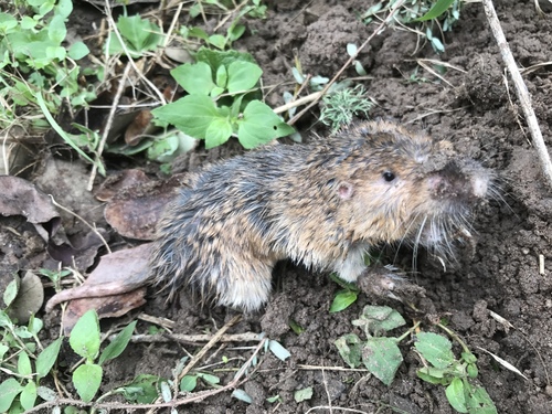 Attwater's Pocket Gopher
