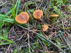 Heimiomyces fulvipes