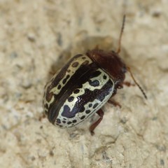 Zygogramma arizonica