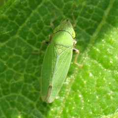 Draeculacephala minerva