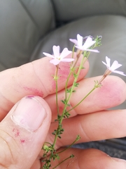 Jamesbrittenia argentea