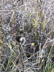 Eryngium yuccifolium