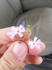 Jamesbrittenia argentea