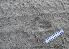 Callipepla californica