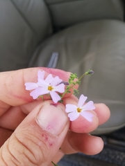 Jamesbrittenia argentea