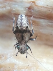 Pteroxanium kelloggi