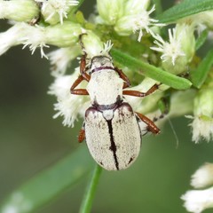Macrodactylus uniformis