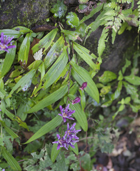 Tricyrtis hirta