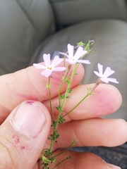 Jamesbrittenia argentea