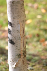 Betula papyrifera