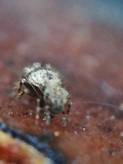 Pteroxanium kelloggi