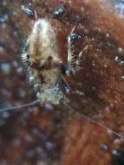 Pteroxanium kelloggi