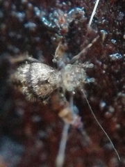 Pteroxanium kelloggi