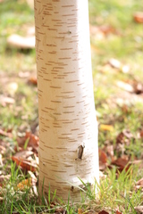 Betula papyrifera