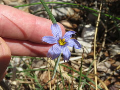 Sisyrinchium halophilum