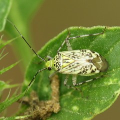 Taedia marmorata