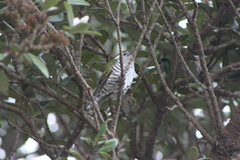 Chrysococcyx lucidus lucidus