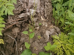 Liolaemus cyanogaster
