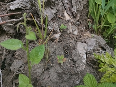 Liolaemus cyanogaster