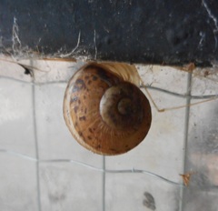 Gastropoda