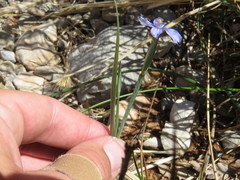 Sisyrinchium halophilum