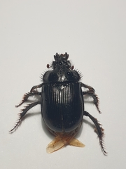 Ceratophyus hoffmannseggi