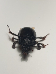 Ceratophyus hoffmannseggi