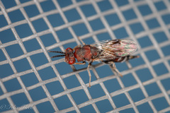 Bephratelloides cubensis