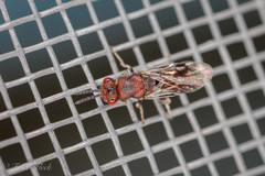 Bephratelloides cubensis