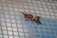 Bephratelloides cubensis