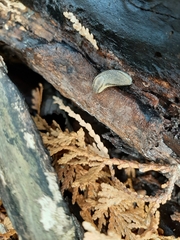 Carinarion