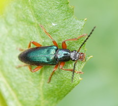 Lepturidea punctulaticollis
