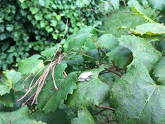 Hyla chrysoscelis