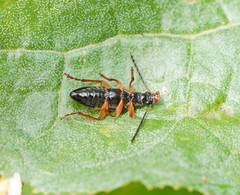 Lepturidea punctulaticollis