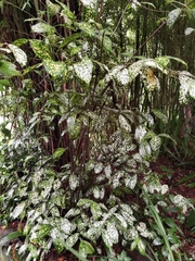 Dracaena surculosa