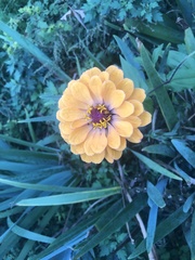 Zinniinae