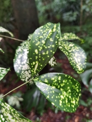 Dracaena surculosa
